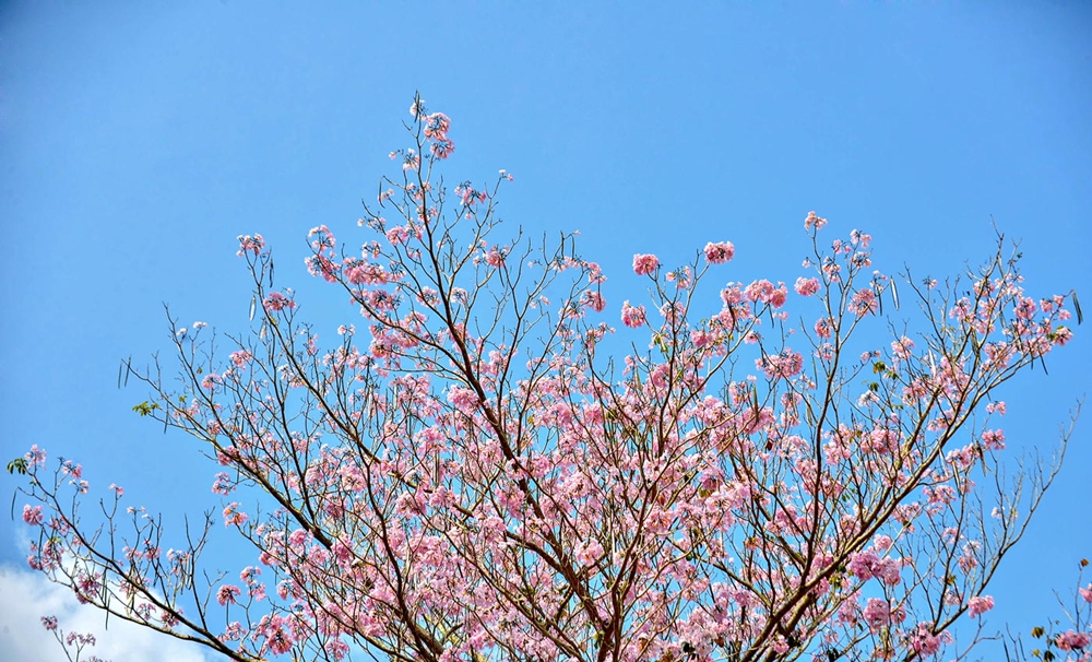 Nhiều gốc kèn hồng được trồng gần 50 năm, vòm hoa cao vút và nổi bật.